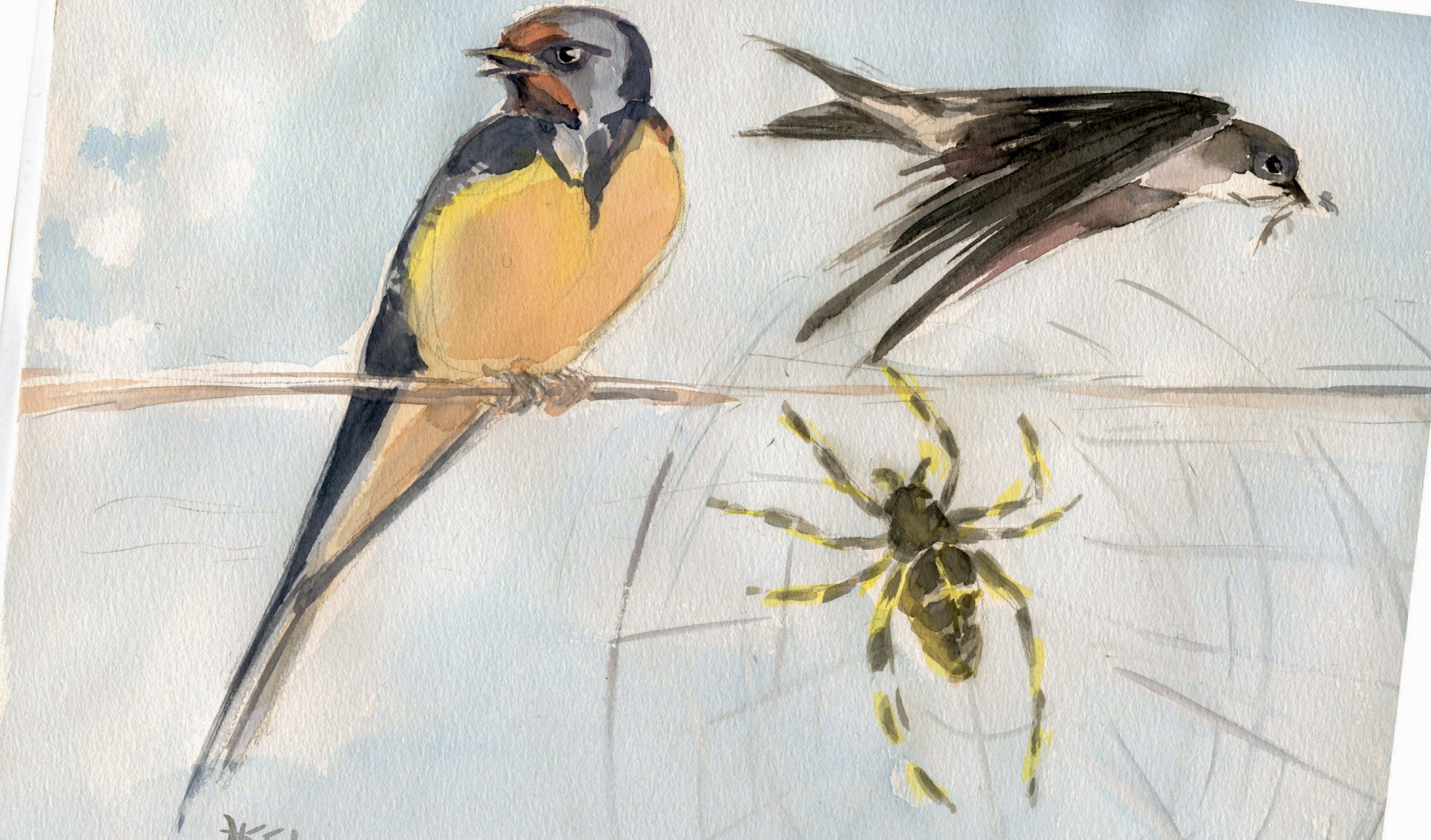 Die Spinne und die Schwalbe