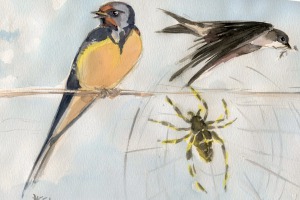 Die Spinne und die Schwalbe