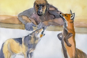 Der Affe als Richter zwischen Wolf und Fuchs