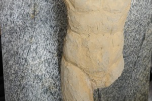 Torso