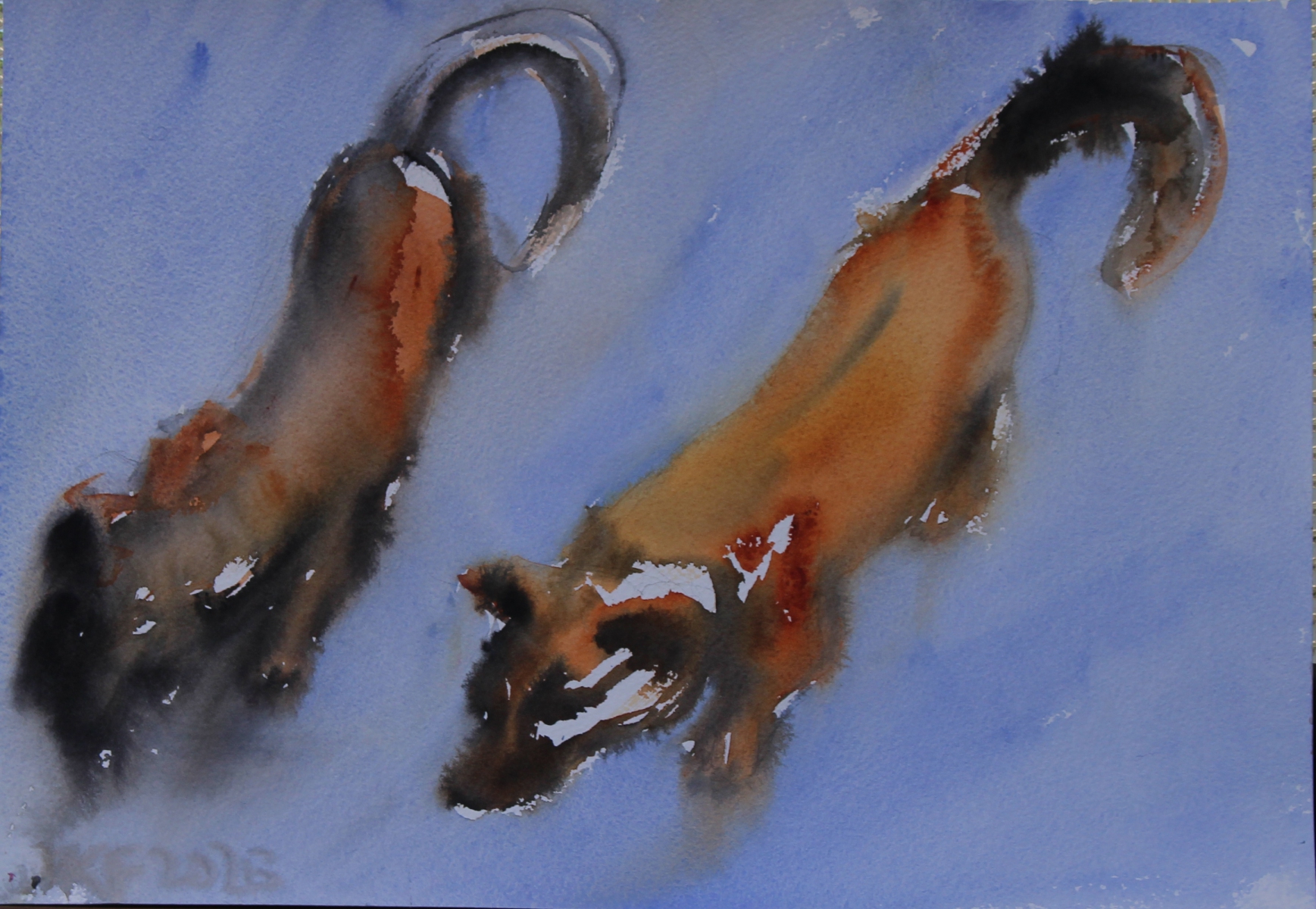 zwei hunde