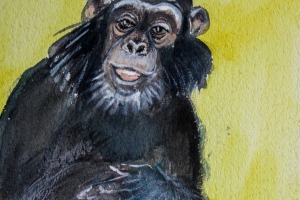 Affe mit Backenbart